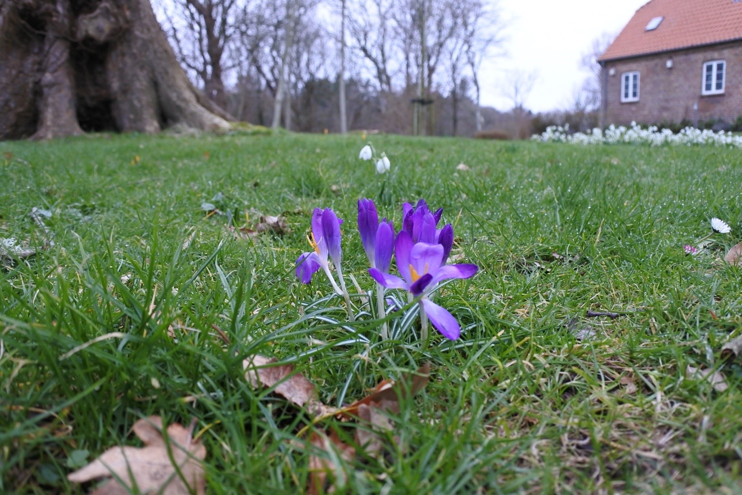 Anemoner ved Vedersø